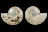 Bargain, Cut & Polished Ammonite Fossil - Madagascar #148058-1
